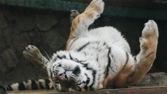 全球老虎日丨來馬來西亞國(guó)家動(dòng)物園吸“大貓”！