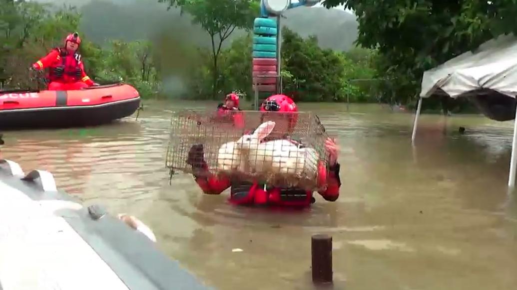 台州一游乐园被暴雨淹没，消防转移鸵鸟狐狸等16只动物