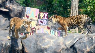 早安·世界｜全球老虎日,让我们一起关爱濒危野生动物