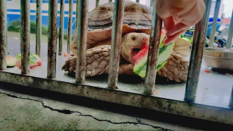 国家二级野生保护动物苏卡达陆龟在上海获救助，派出所用8424西瓜款待