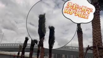抗台风“发型”不能乱！厦门路旁棕榈树戴“头套”扎“辫子”