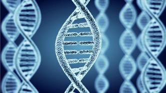 美国FDA拟加速批准基因疗法产品，进展缓慢或归咎于监管 