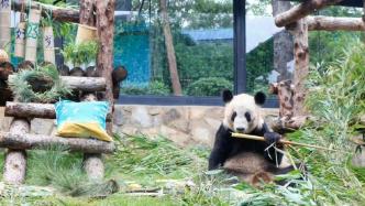 视频｜丫丫过23岁生日，专家揭秘大熊猫夏季扎堆庆生原因