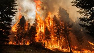 热浪和野火成为今夏标志，“沸腾七月”再敲气候危机警钟