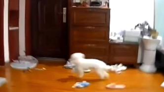 监控画面：地震来临时小狗四处逃窜被震到摔跤