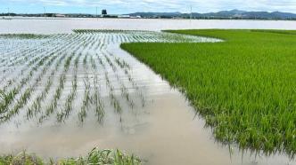 五常受灾农户：如果水退得快，稻苗可能还有救