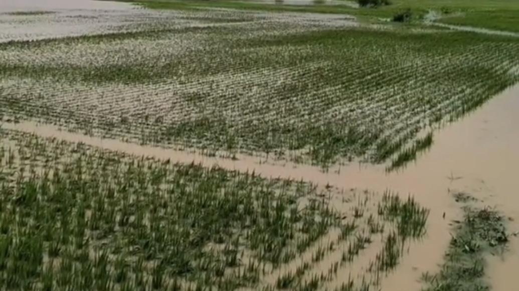 暴雨后对话五常农户：三分之二水稻绝产，损失近15万