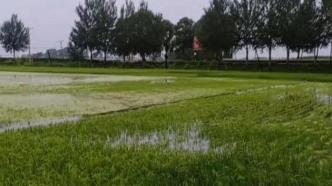 “沿河稻田几乎都淹了”,今年五常大米是否会减产？
