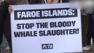 德国动物保护人士抗议法罗群岛捕鲸活动