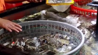 视频丨东海第一网梭子蟹已登陆上海，价格较去年预计有降幅