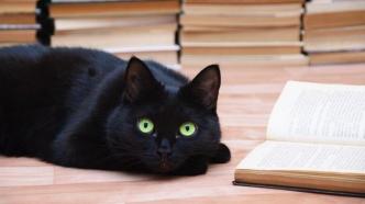书单｜国际猫咪日：日本文学作品中的猫