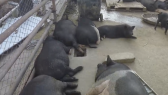 上海一村民后院改成“养殖场”，邻居们被20多头猪“臭晕”