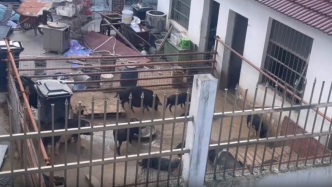 上海一村民在后院养了近20头猪，邻居称气味上头猪粪还排到了河中