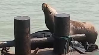 海豹？人家明明是海狮！专家确认跳上浙江渔船的是海狮