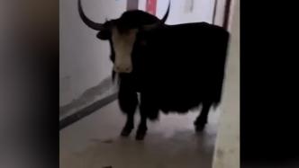 男子深夜宿舍走廊撞见牦牛，一人一牛面面相觑