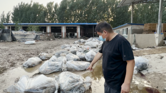 洪水浸泡涿州羊场，养殖户周鲁的去与留