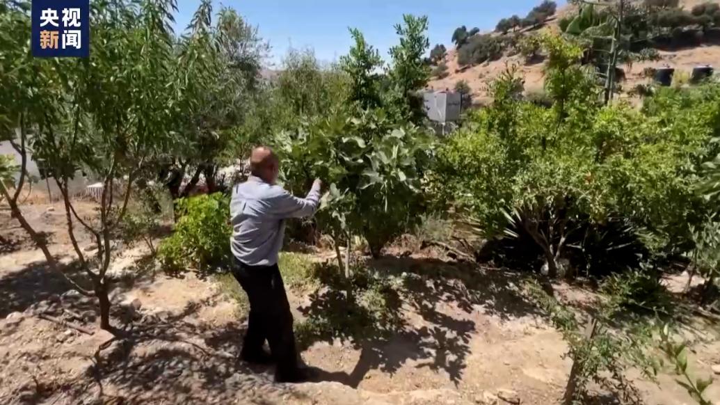 約旦高溫干旱持續，無花果收成大受影響