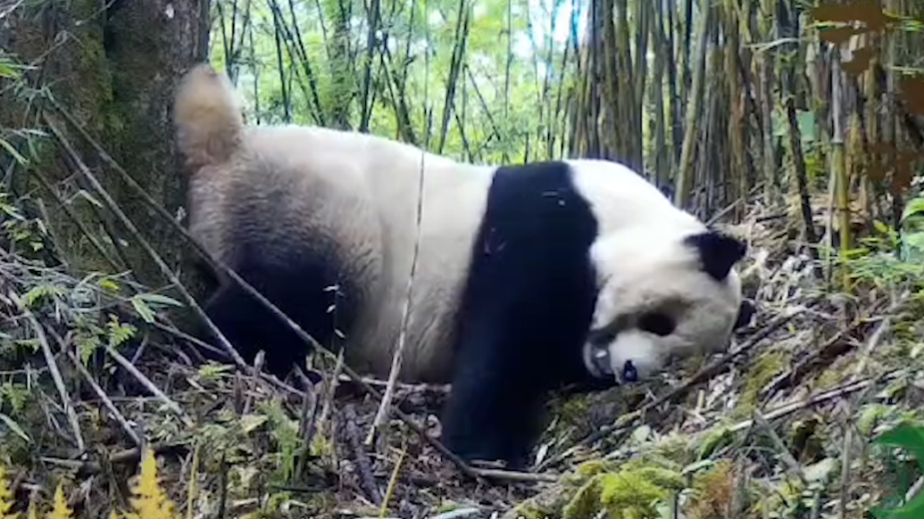 来看大熊猫国家公园内国宝们五花八门的惬意日常