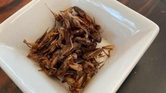 蟋蟀、蚱蜢、蚕蛹...新加坡批准食用16种昆虫