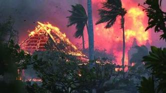 夏威夷野火造成多少科研損失？