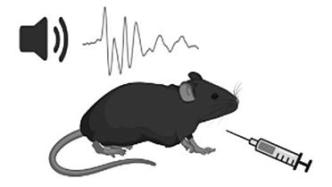 科学家逆转小鼠听力损失