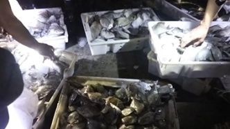 记者直击：凌晨四点侨港码头首批渔获“抢鲜”上市