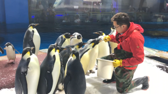 高温故事丨温差54度，武汉“企鹅爸爸”穿梭“冰火两重天”