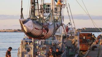 戴维营峰会召开在即，美方让步：放弃要求日本接受反捕鲸条款