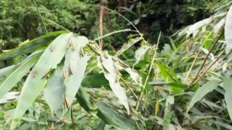 境外黄脊竹蝗迁飞入境，云南超3000亩林地受损害