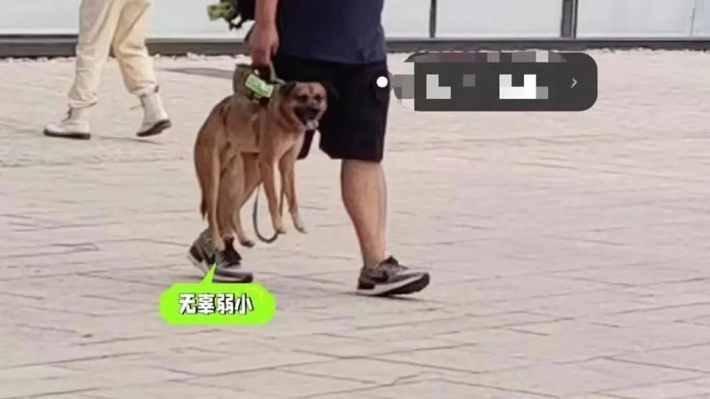 可以遛狗但得“拎着”，上海一网红街区规定惹争议