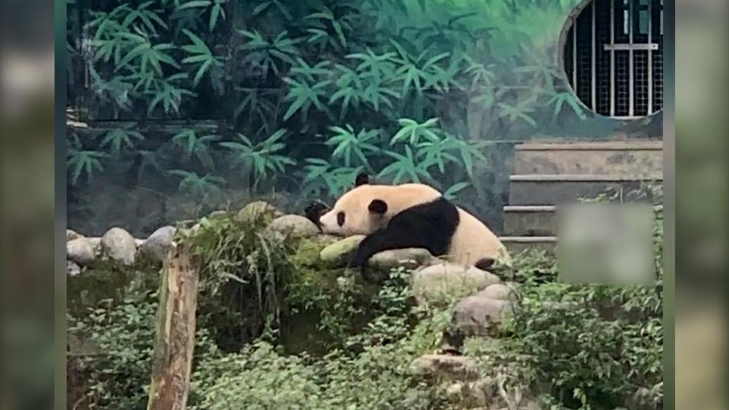 两只熊猫“扭打”一小时双双累趴下