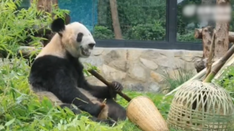 大熊猫“丫丫”午后用餐，咬着竹子上爬架精神十足