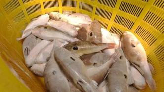 加工处理不当0.5毫克就致命，上海突击检查非法销售河豚鱼