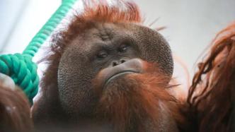 45岁的猩猩“森泰”，在上海动物园的退休生活怎么样？