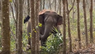 立大功！亚洲象一鼻子甩出毒品2.8公斤，该案正进一步办理
