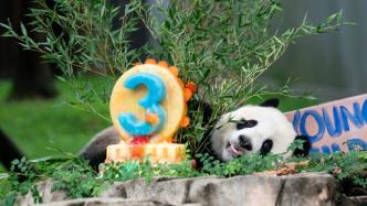 旅美大熊猫“美香”“添添”“小奇迹”年底要回家了