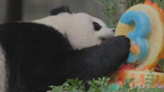 视频丨旅美大熊猫“小奇迹”迎来3岁生日，年底将回国