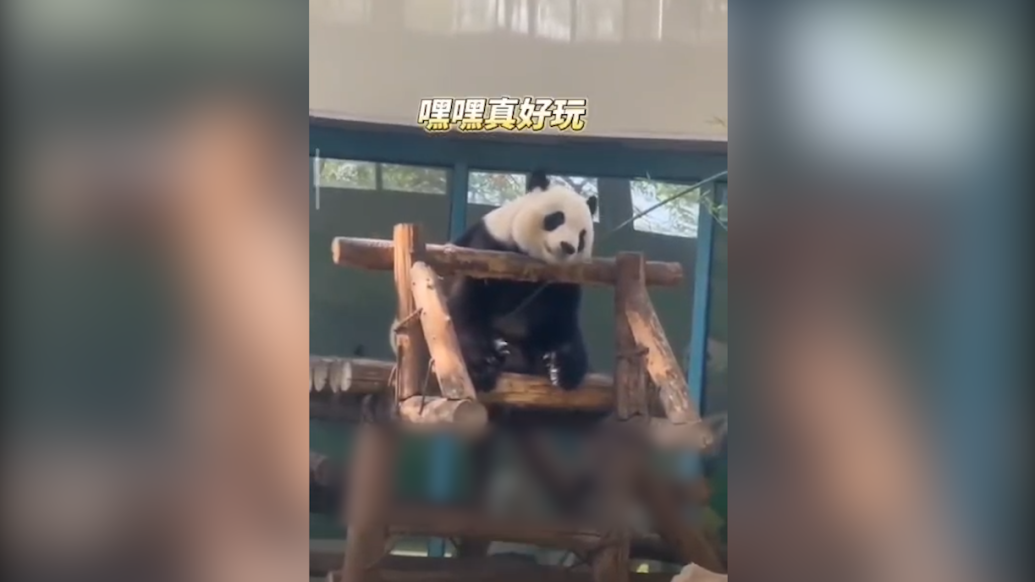 大熊猫用竹子钓鱼，主打“愿者上钩”