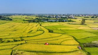 国家统计局：全国早稻总产量比去年增加21.5万吨，增长0.8%