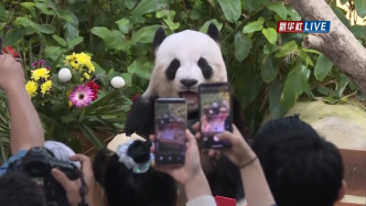 直播录像丨旅马大熊猫CP过生日，一起来围观！