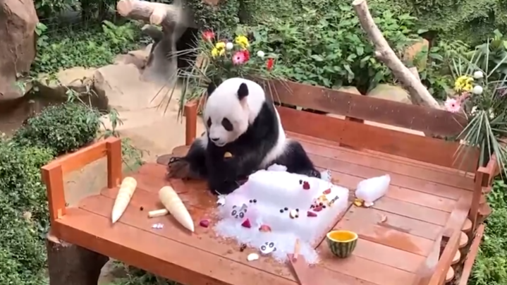 17岁生日快乐！马来西亚国家动物园为大熊猫“兴兴”“靓靓”庆生
