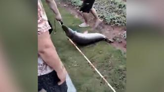 广州白云湖中抓到一米多长鳄雀鳝，已被制作成标本