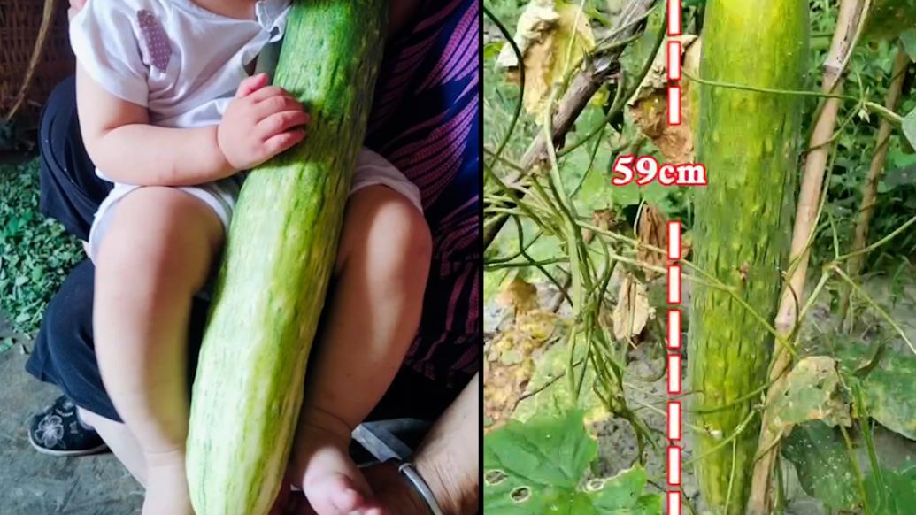 村民种出长59厘米超4斤重的黄瓜王