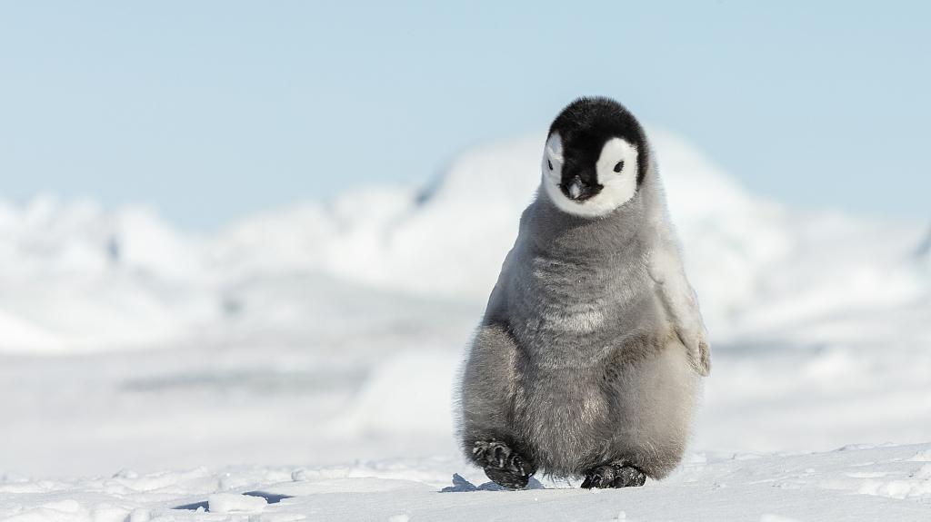 再预警！研究称气候变化致南极海冰损失，帝企鹅大面积繁殖失败,第1张