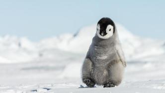 再预警！研究称气候变化致南极海冰损失，帝企鹅大面积繁殖失败