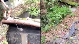 男子跳进鳄鱼池帮捡手机险遭攻击，动物园：系工作人员