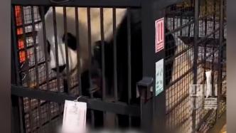 大熊猫“美生”前往卧龙途中遭主播拦截，工作人员：希望大家理性关爱大熊猫