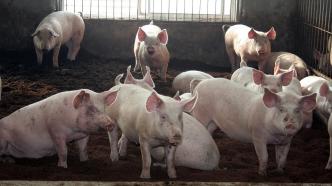 全国人大代表建议加强生猪价格稳控，农业农村部答复