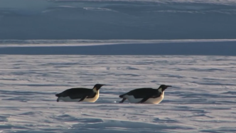 南极海冰融化将给帝企鹅幼鸟带来“灭顶之灾”