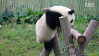 秦岭大熊猫研究中心的大熊猫幼仔努力玩单杠